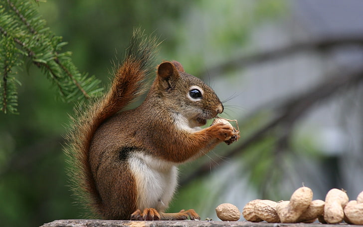 squirrel, nuts, profile view, tail, Animal, animal wildlife, HD wallpaper