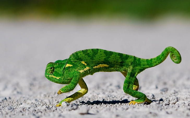 animals, lizards, chameleons, ground, reptiles
