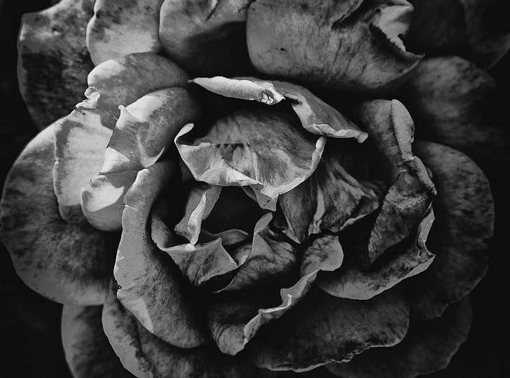 Anti Social, grayscale photography of rose painting, Black and White, HD wallpaper