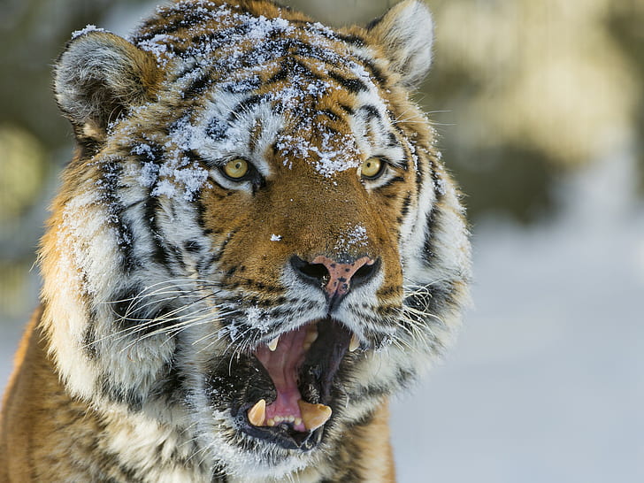 HD wallpaper: Siberian tiger face, snow, Cat, eyes, the Siberian tiger, ©  Tambako The Jaguar | Wallpaper Flare