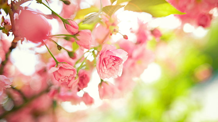 april, flower, bud, spring, plant, pink, blossom, bouquet, flowers, HD wallpaper