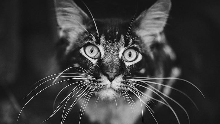 cat, whiskers, animals, monochrome