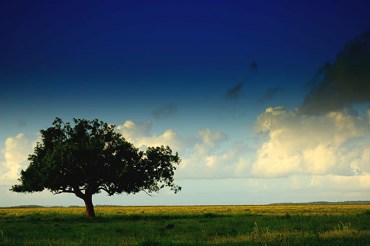green tree in the middle of grass field under white clouds, Solidão, HD wallpaper