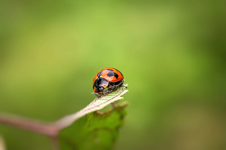 lady bug in macro photography, ladybug, ladybug, Sony A6000, sel50f18, HD wallpaper