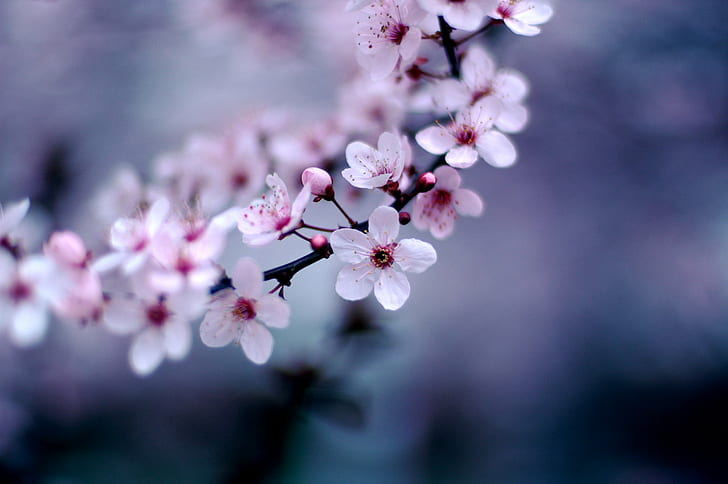 selective focus photography white 5-petaled flower, Cherry Blossoms HD wallpaper