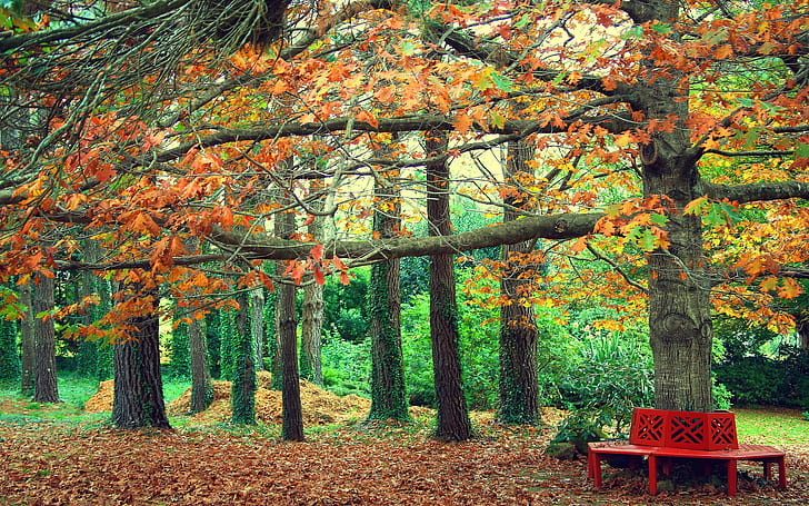 Autumn park, yellow leaves, bench, red metal bench