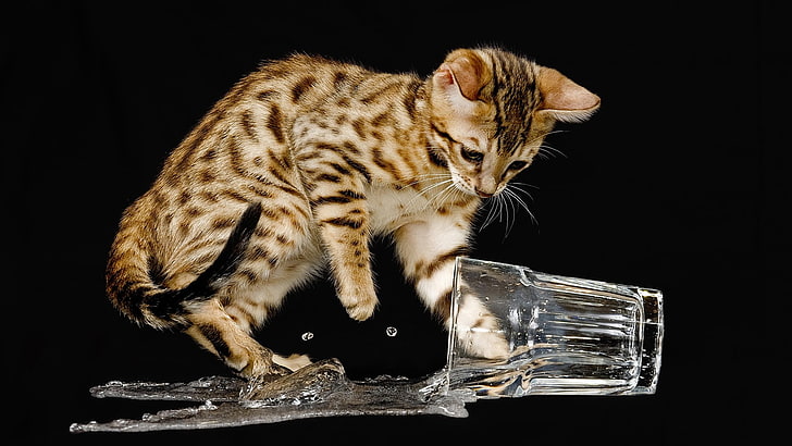 animals, cat, glass, liquid, feline, mammal, animal themes