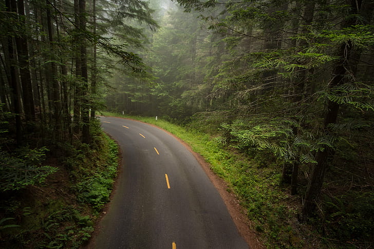 gray concrete road surrounded with green trees, Mystical, redwoods