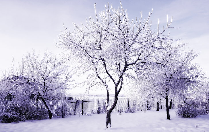 black and white tree painting, winter, Russia, snow, trees, ice, HD wallpaper