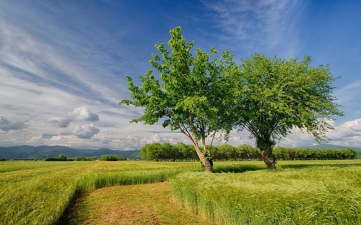 Italy nature scenery, spring, fields, trees, sky, HD wallpaper