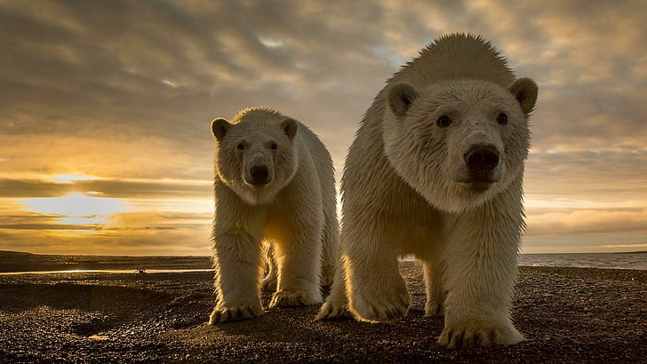 polar bear, bears, wildlife, cute, HD wallpaper