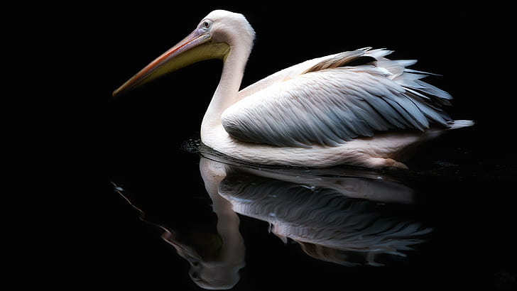 photo of white and gray pelican on body of water, pelican, Blackwater, HD wallpaper