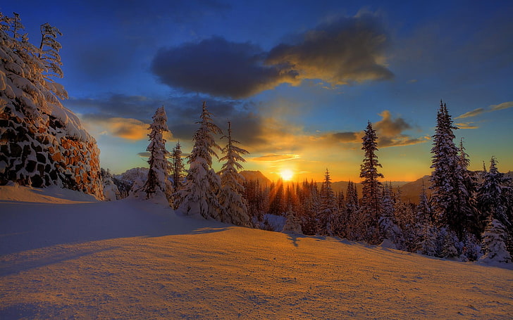pine tree lot, winter, sunlight, snow, nature, clouds, trees, HD wallpaper