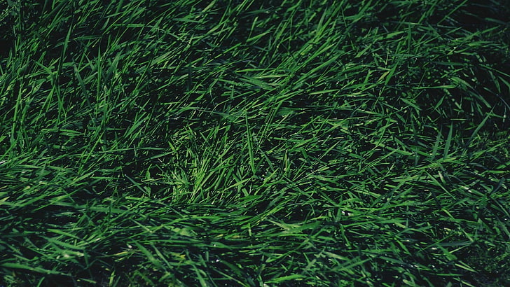 green grass, green color, plant, growth, full frame, backgrounds, HD wallpaper