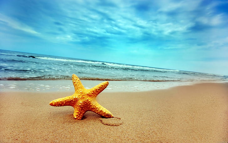 Starfish on the beach, yellow starfish, sea