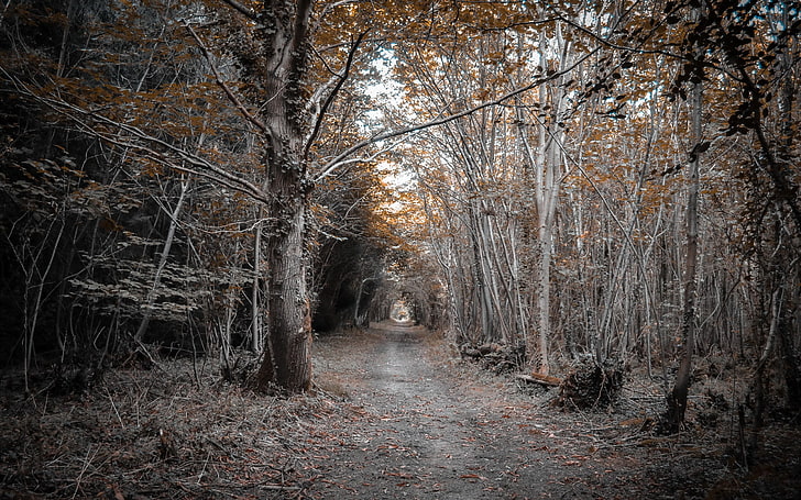 landscape, path, trees, dirt road, forest, plant, direction, HD wallpaper