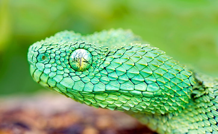 green viper snake, eyes, head, scales, reptile, animal, nature