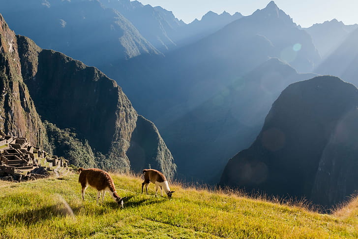 two llama on green grass during daytime, machu picchu, machu picchu