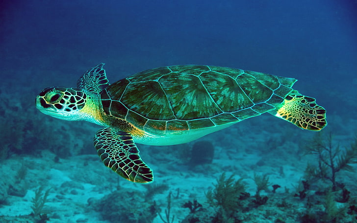 Green Sea Turtle Underwater Scene Hd Wallpapers For Mobile Phones And Laptops, HD wallpaper