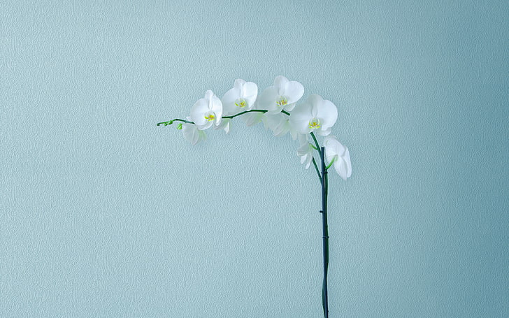 Minimal Flowers Huawei MediaPad M5 Stock, flowering plant, fragility HD wallpaper