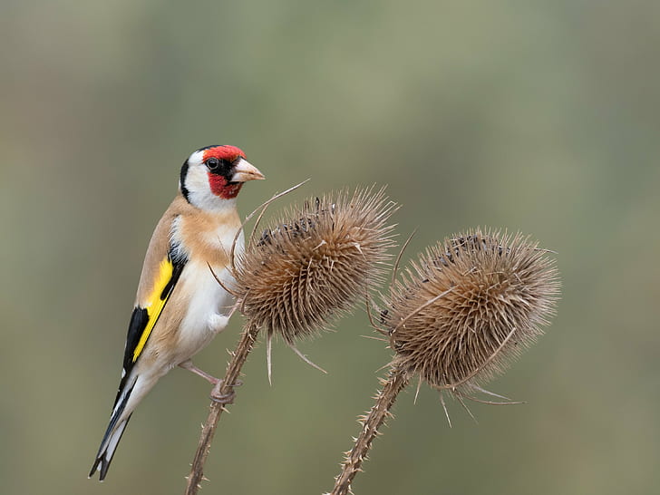 brown, black, and red bird on brown plant, Goldfinch, Millers