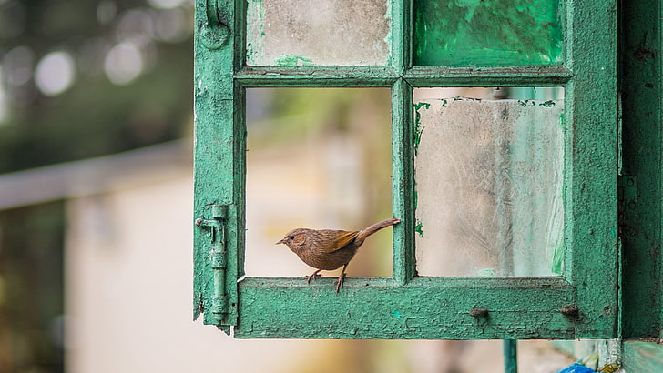 bird, window, beak, old window, green, thrush, vintage, HD wallpaper