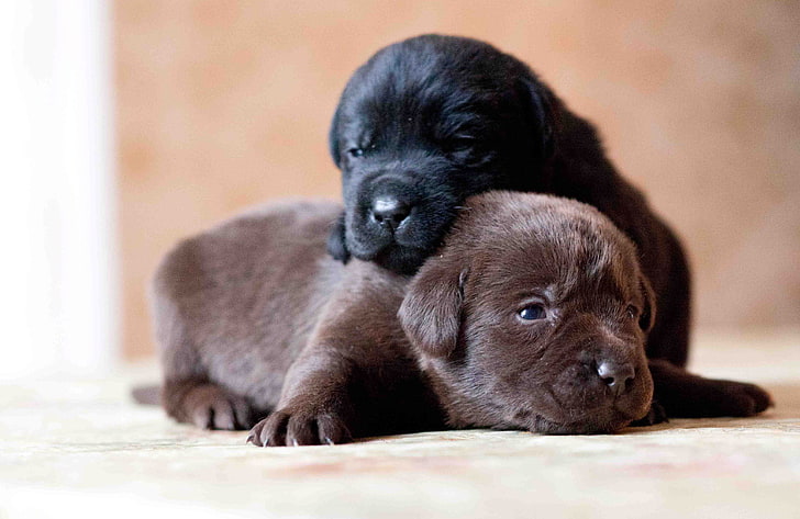 two short-coated black and brown puppies, labrador, retriever, HD wallpaper