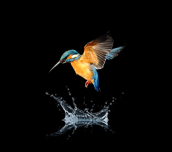 blue and brown hummingbird splashing water, Blue-tailed hummingbird, HD wallpaper