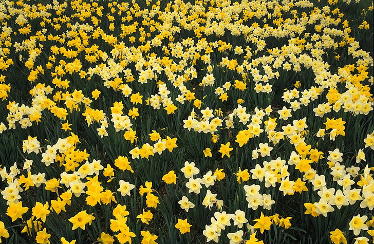 Hillside Of Daffodils Louisville Kentucky, Nature, Flowers