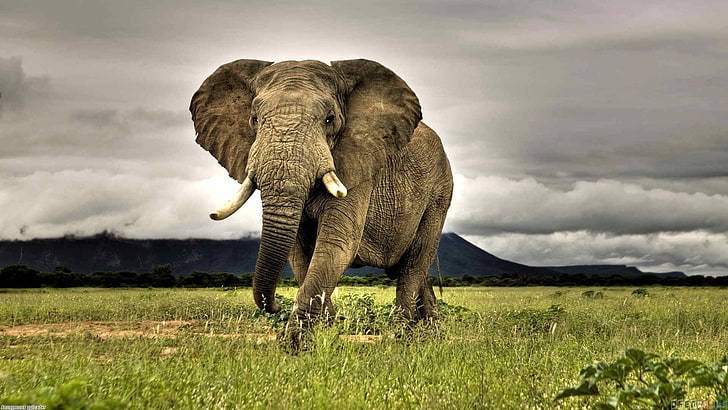 Wildlife photography 1080P, 2K, 4K, 5K HD wallpapers free download |  Wallpaper Flare