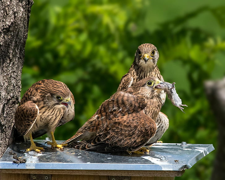 close up photography of three brown birds, kestrel, kestrel, Fledgling