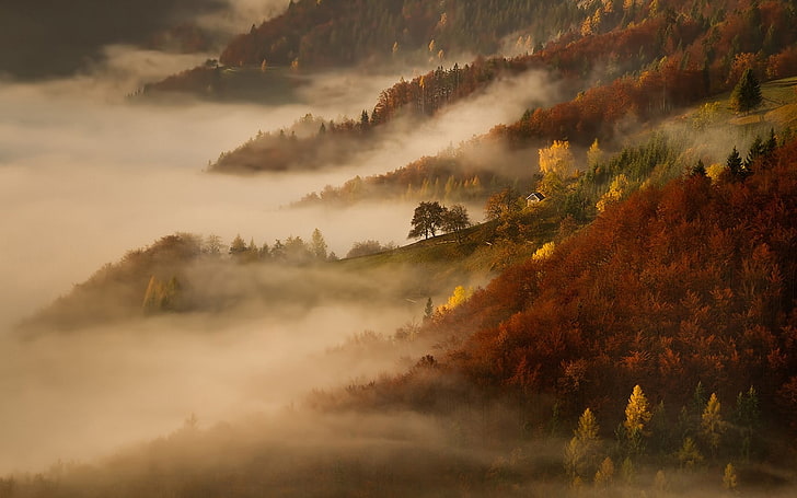 yellow and green trees with fog, mist, nature, landscape, morning
