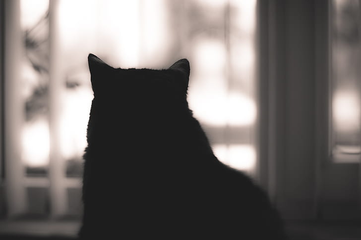 cat, silhouette, animals, indoors, HD wallpaper
