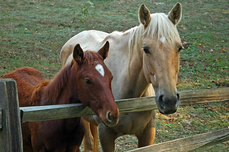 *** Me & My Mom ***, two brown and red horses, animals