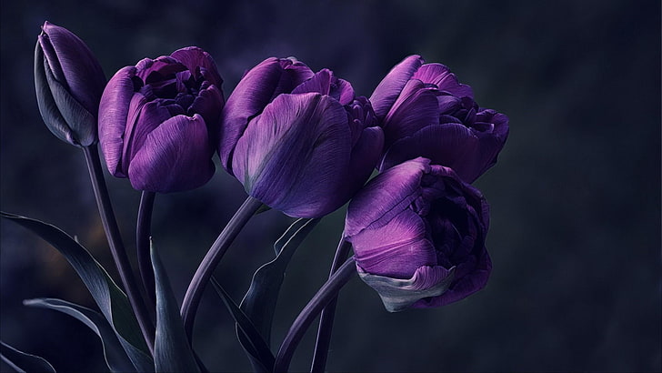 purple tulip flower, tulips, particular, special, beautyful, amazing