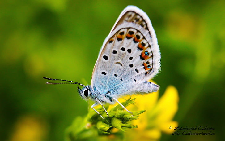 common blue butterfly, blues, marco, insects, nature, animals, HD wallpaper