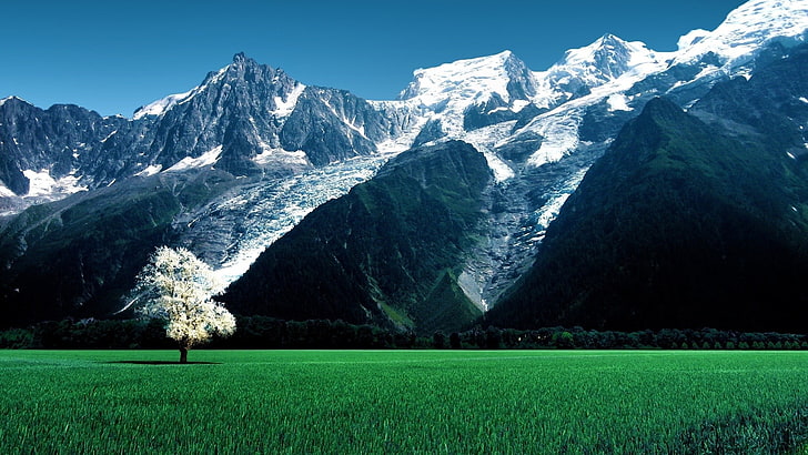 green grass field, nature, landscape, trees, Switzerland, Alps, HD wallpaper