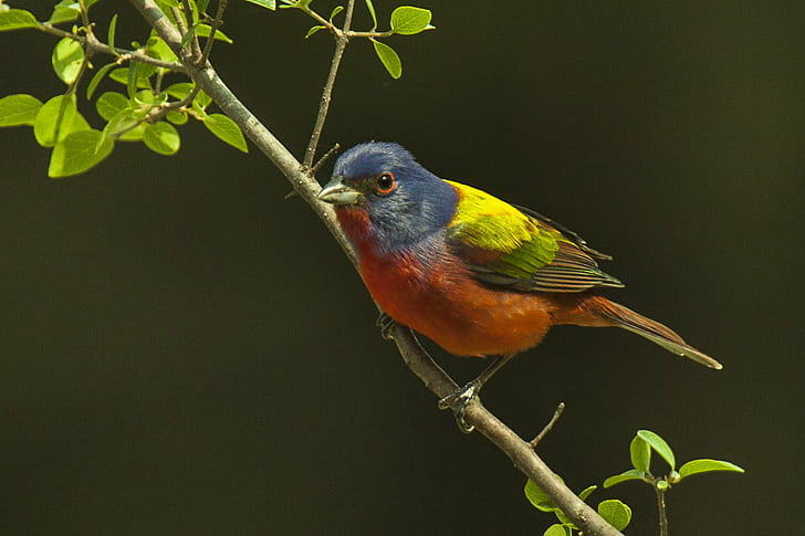 photo of bunting perching on tree, Painted Bunting, USA, Cardinals, HD wallpaper