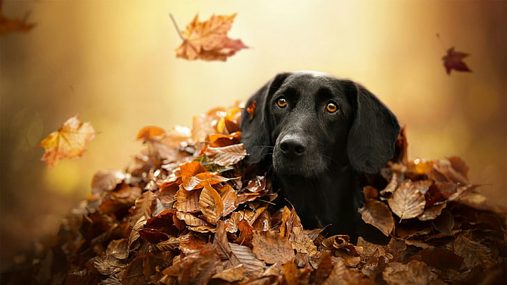 dog, leaf, leaves, black dog, dog breed, autumn, labrador retriever, HD wallpaper