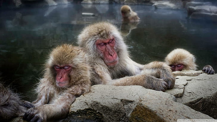 Sleeping Snow Monkeys In Japan, 4 brown monkeys, winter, hot springs