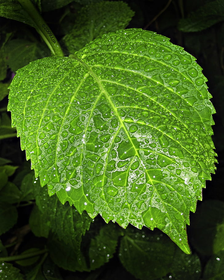 green leaves, Canon, NJ, powershot, leaf, drops, flash, Explore, HD wallpaper