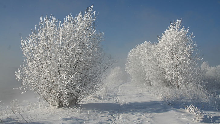 nature, landscape, snow, winter, frost, cold temperature, plant