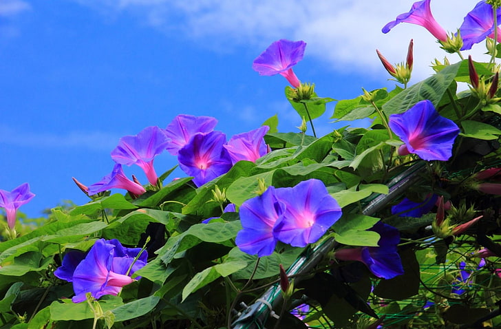 purple morning glory flowers, creepers, green, sky, blue, nature, HD wallpaper