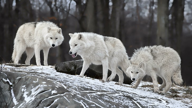 wolf, winter, forest, white, hunting, animal, animals
