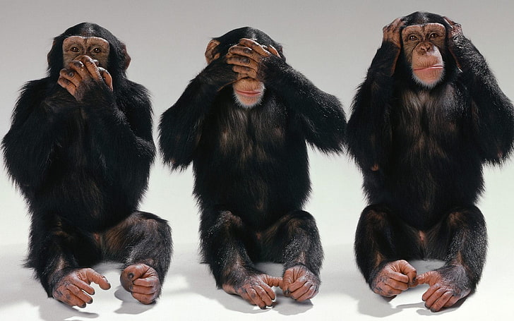 three wise monkeys clip art, eyes, mouth, ears, chimpanzees, animal, HD wallpaper