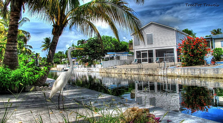 the Florida Keys, key-west, bird, other, HD wallpaper