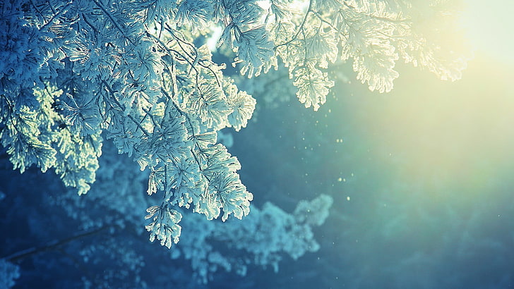 green leafed tree, white leaf tree, nature, anime, snow, winter