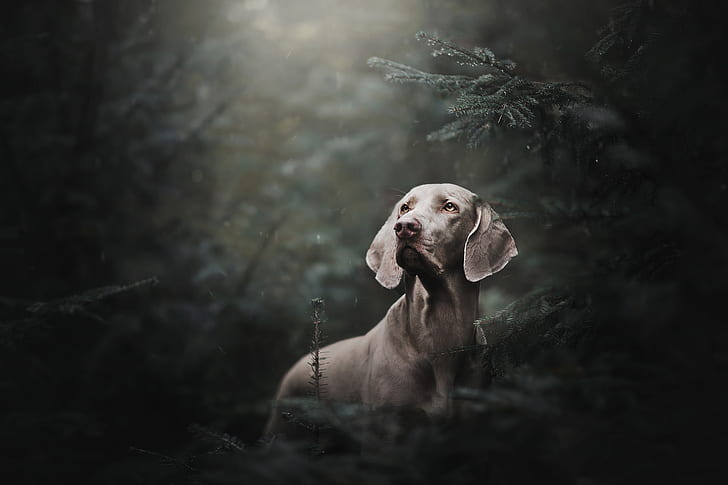 forest, rain, spruce, dog, The Weimaraner, Weimar pointer, HD wallpaper