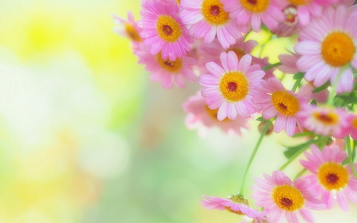 pink-and-yellow petaled flowers, petals, background, blur, nature, HD wallpaper