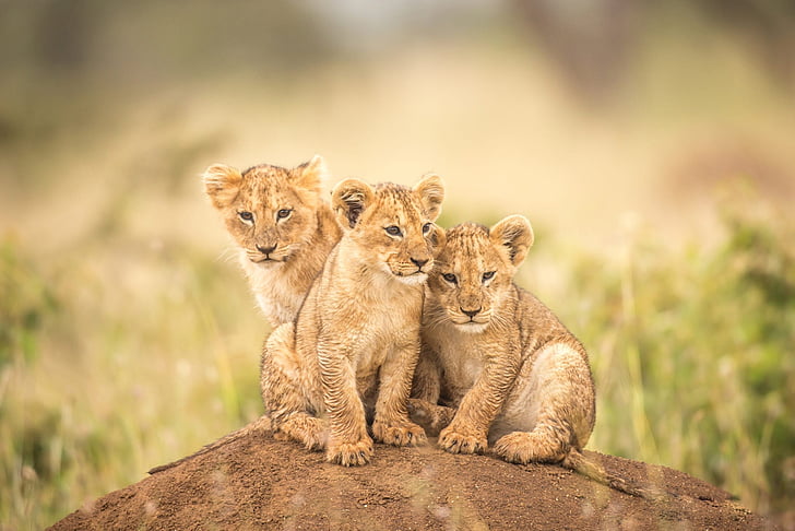 Lion cubs HD wallpapers  Pxfuel